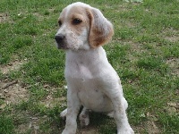 CHIOT