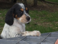 CHIOT
