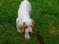 CHIOT