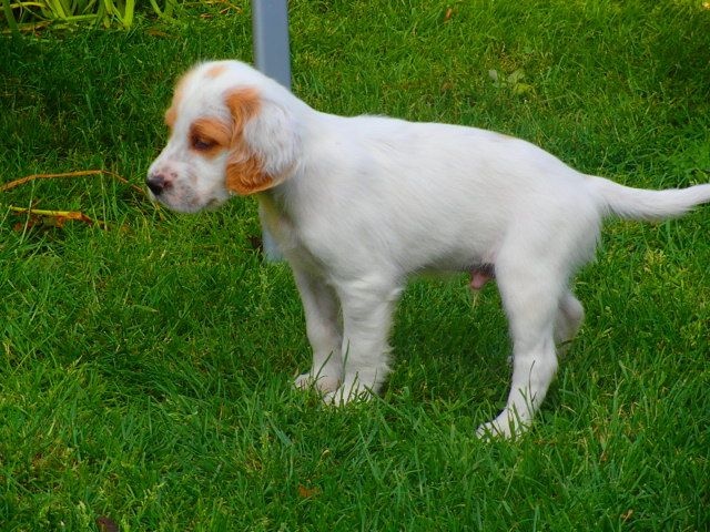 De Val Froide - Setter Anglais - Portée née le 28/04/2014